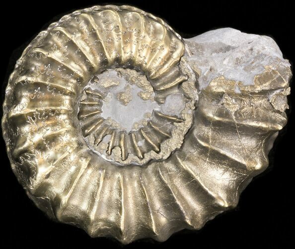 Pyritized Pleuroceras Ammonite - Germany #42731